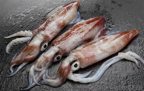 is squid healthy to eat